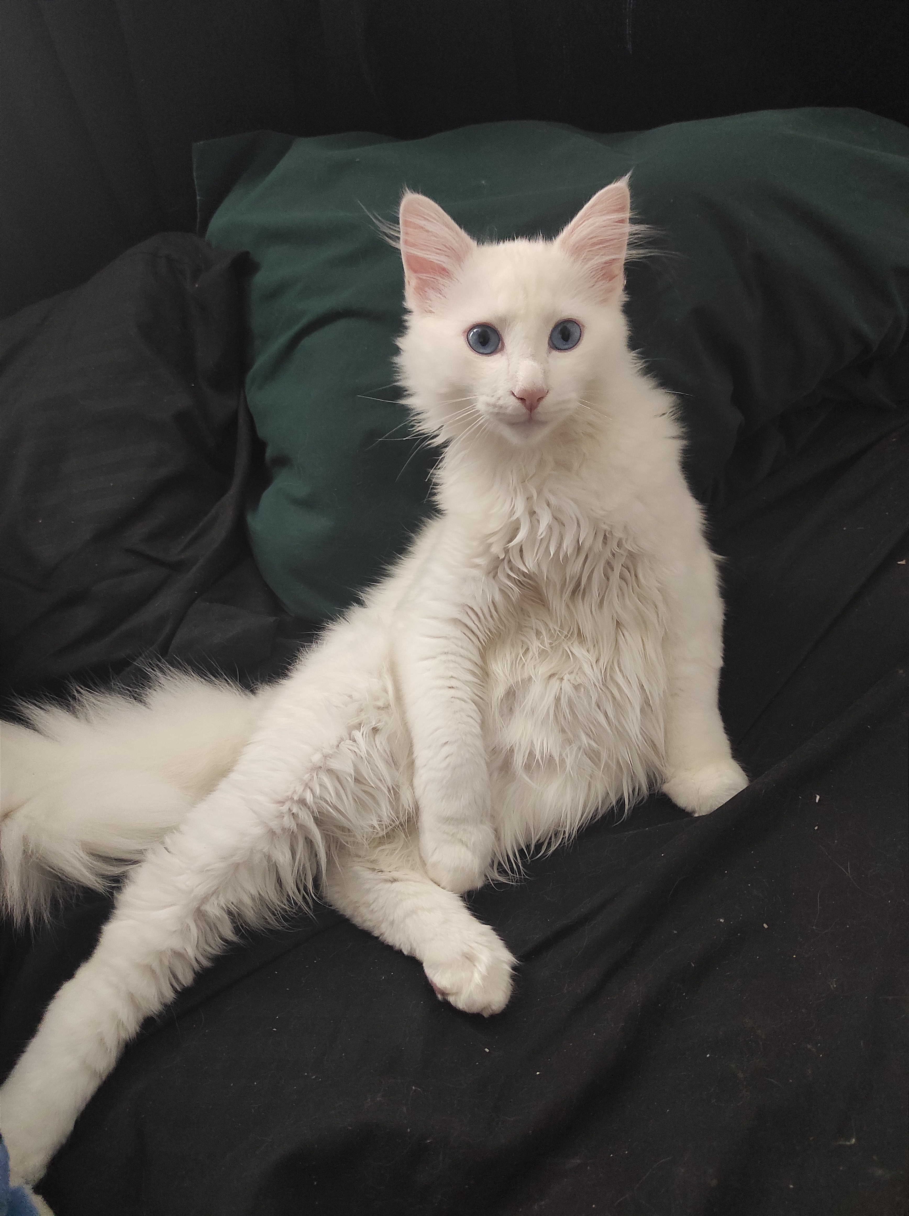 Zeus